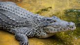 Endangered Cuban crocodile found dead at National Zoo