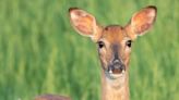 Deadly disease found in deer in Madera County