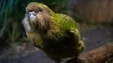 全球唯一不會飛的鸚鵡 曾剩不到百隻 紐西蘭超萌「鴞鸚鵡」復育成功 可活到90歲