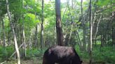 巨型棕熊入侵！ 北海道8小牛慘遭毒手 居民憂「最凶棕熊」再現