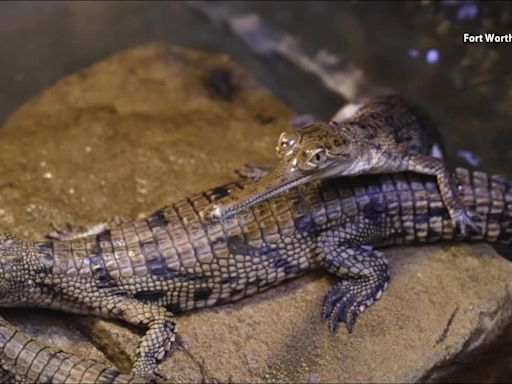 Rare crocodiles hatch at the Fort Worth Zoo. Here’s what makes them so special.