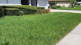 Add a variety of plants to your lawn to keep it healthy and pest-free | Sally Scalera