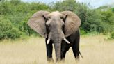 The Language of Giants: Infrasonic Communication Among Male Elephants