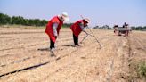 China Grains Output Faces Drought Threat That May Stoke Imports