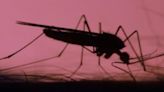 Novartis' Malaria Treatment Candidate To Move Forward With Phase 3 Development Next Year