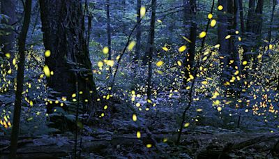 Great Smoky Mountains synchronized firefly lottery opens