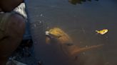 Un santuario para el delfín rosado del Amazonas en Ecuador