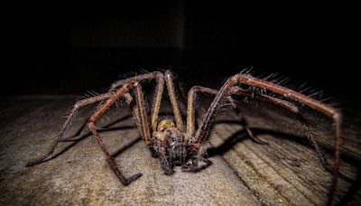 UK's biggest spider confirmed - the Cardinal spider could be in buildings