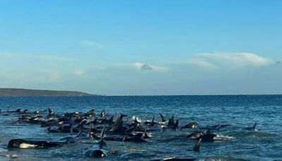 Rescatan a ballenas varadas en la costa