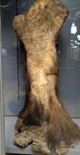 Woolly mammoth