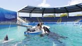 ¿Cómo se traslada una ballena de 22 pies a través del país? Grandes interrogantes sobre la liberación de Lolita