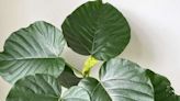 How to Grow and Care for Ficus Umbellata