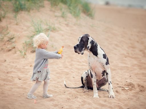 Toddler Feeding Enormous Great Dane Kibble Piece By Piece Will Melt Anyone's Heart