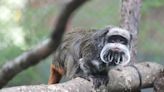 Now Police Say Two Monkeys Have Been Taken From The Dallas Zoo