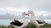 Shy albatrosses more likely to get dumped by mates, study finds