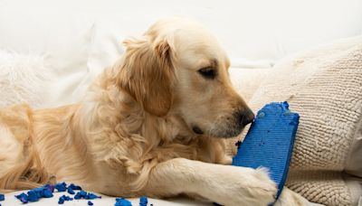 Dog Trainer Shares 2 Ways to Prevent a Puppy From Chewing on Everything