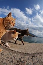 Let's Go To This Island, The Island of Cats - PickChur