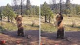 Grizzly Bear Cub Caught "Dancing" In Silly Footage Captured By Trail Camera
