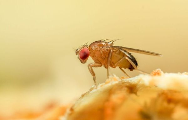 Pest expert's homemade trap gets rid of fruit flies using just two ingredients