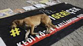 Turkish assembly clears way for ‘massacre law’ to round up stray dogs