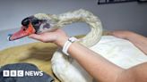 River Cam swan that was beaten and shot in the face, recovering