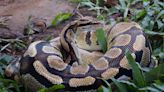 Indonesia: Python Swallows Woman, Body Found Inside Its Belly Later | Here's What Happened