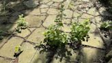 The dirt-cheap gardening method to get your grimy patio gleaming