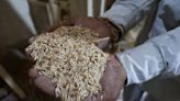 Governo definirá leilão de arroz após reunião com produtores Por Poder360
