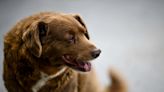 Bobi loses title as world's oldest dog after Guinness investigation