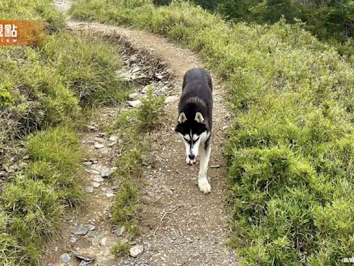 南湖大山哈士奇獵捕小山豬！太管處擬開罰飼主