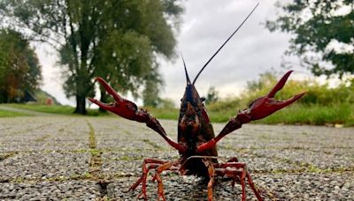 « Elles sont partout ! »… Dans l’Ouest, l’invasion des écrevisses de Louisiane étonne et inquiète