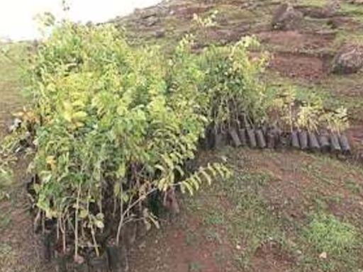 Haryana Introduces Forest Mitra Scheme to Boost Tree Plantation