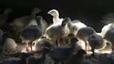 First bird flu cases in wildfowl reported in Los Angeles County this year