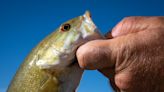 How a 'cold shock' of water from Lake Powell could thwart invasive Grand Canyon bass