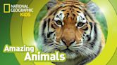 National Geographic: Amazing Animals