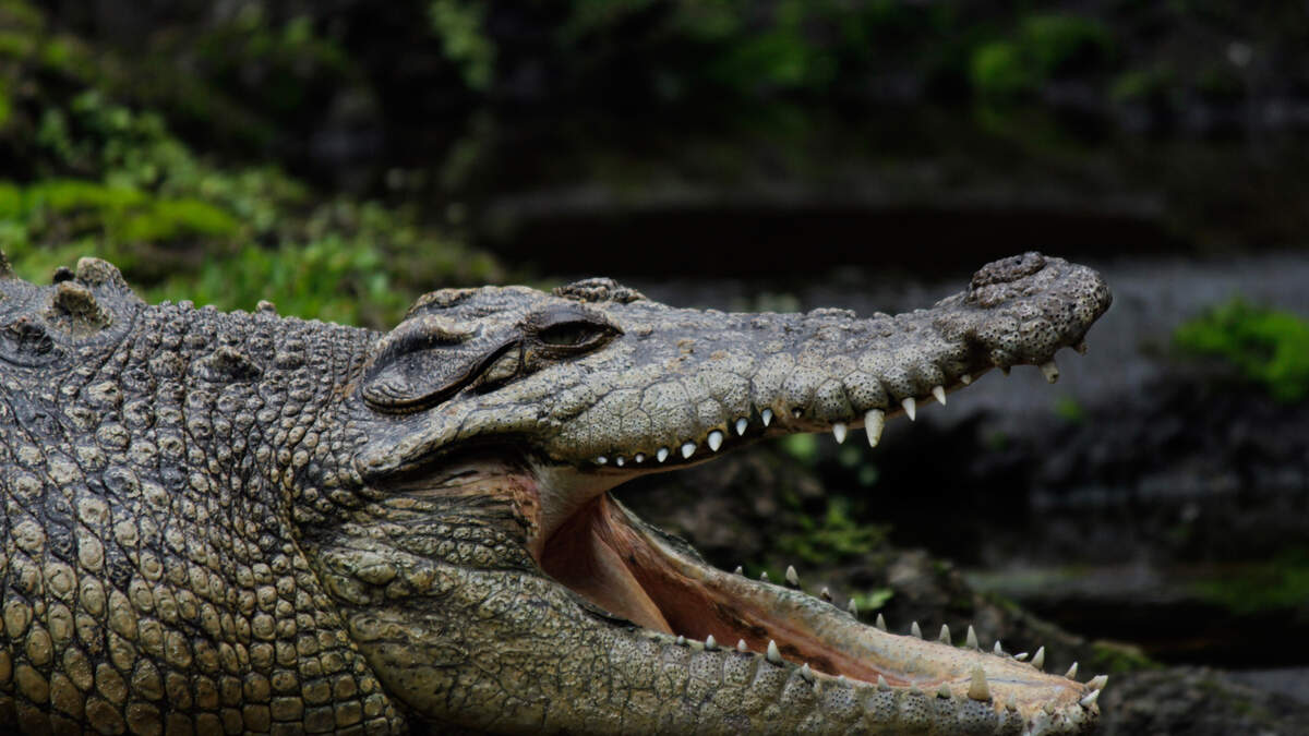 Watch: Florida man uses alligator to open can of beer | 700WLW | Mike McConnell