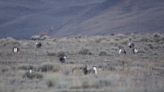 Sage grouse ‘collaborative conservation effort’ an on-going disaster