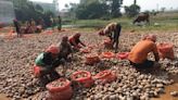 Potato traders call off strike after talk with Bengal agricultural marketing minister Becharam Manna