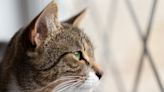 Oregon resident thought to have caught bubonic plague from their cat
