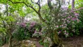 Protect British nature, do not buy rhododendron ponticum, gardeners urged