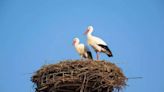 London could become home to storks soaring above the capital's biggest landmarks