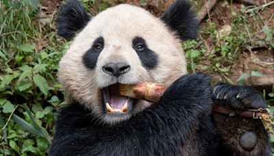 Giant pandas are heading to the US for the first time in 20 years. What to know