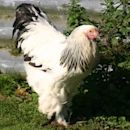 Brahma chicken