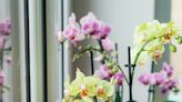 How to propagate orchids and grow this expensive (and beautiful) flower for free