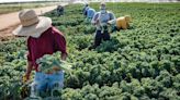 If Kevin McCarthy truly supports farmers, he’ll back this bill to legalize workers | Opinion