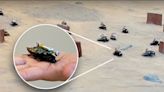 Army of Backpack-Wearing Cyborg Cockroaches Swarm Desert Target