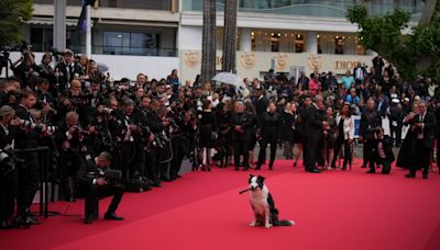 At Cannes, the dogs steal the show