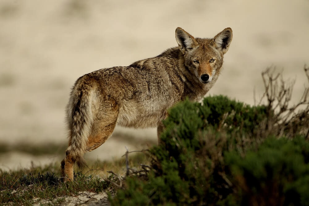 Suspected wolf pack sighting in NV turns out to be coyotes