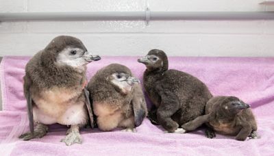 New England Aquarium welcomes 4 new penguin chicks hatched this spring (Photos, Video)