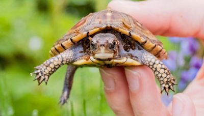 24 turtles released into the wild by John Ball Zoo in conservation effort